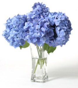 hydrangeas-where-to-plant