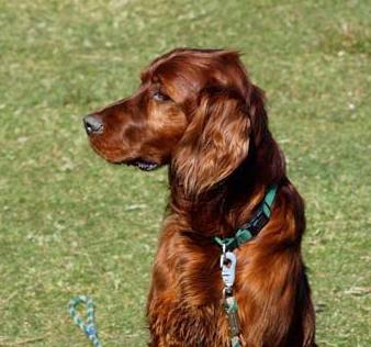 Irish_Setter_A_Poud_Dog
