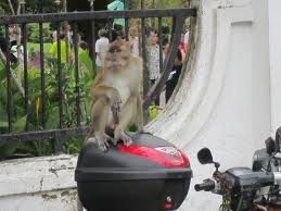 monkey