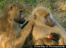 s-NICE-BABOONS-large