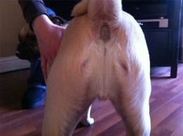 dog butt jesus