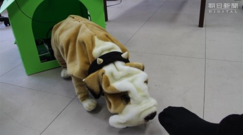 Shuntaro, the  Foot  Smelling Dog