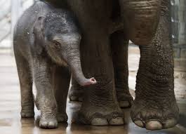 Her name is Sita.  She is four months old.