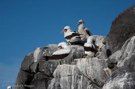 Juvenile Boobies