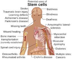 The Many Potential Uses for Stem Cells