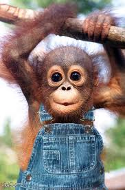 Another Well Dressed Orangutan