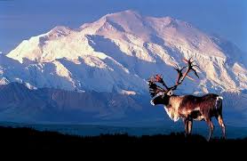 Mt. Denali